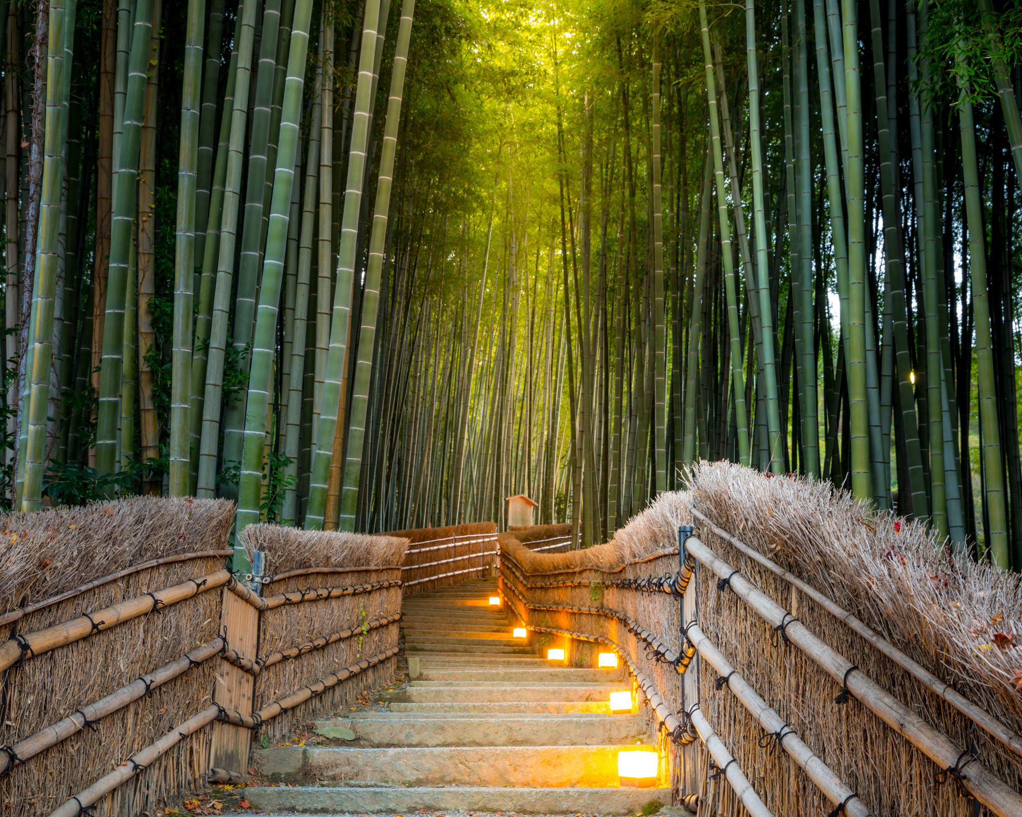 Stairway through bamboo forest